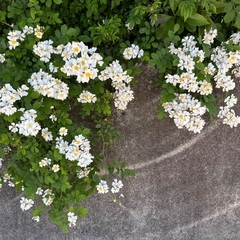 引っ越しするので手放す物を5月25日~26日の2日間のフリ…