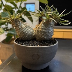 植物好きの方