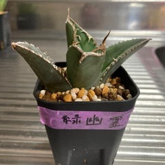 アガベチタノタ　緑幽霊