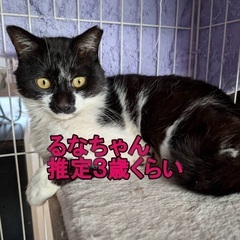 🍀明日‼️５月１１日(日)緊急臨時開催‼️🐈‍⬛すみれペッ…