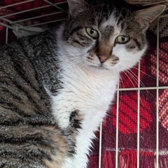  🍀明日‼️５月１１日(日)緊急臨時開催‼️🐈すみれペット…