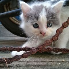 里親募集　のら猫　子猫　５匹います