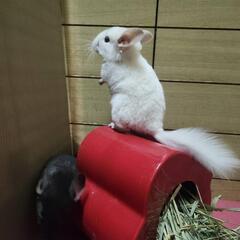 チンチラホワイト成長