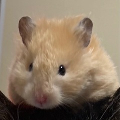 四ヶ月のキンクマのハムスター