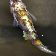 メダカ仲間