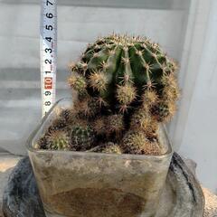 月下美人