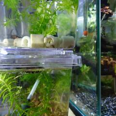 メダカほか用の「飼育セット」 熱帯魚 金魚 小瓶～飼育ケース～標...