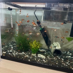 ミッキーマウスプラティ 
