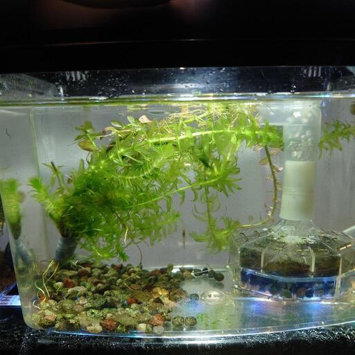 ススキ様専用ガラス水槽2台セット 使用済品 中古 汚れあり 引き取り