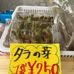 天然山菜❣️タラの芽と山ウド
