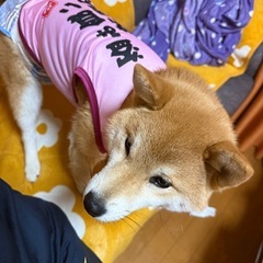 柴犬6ヶ月