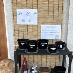 メダカ　無人販売