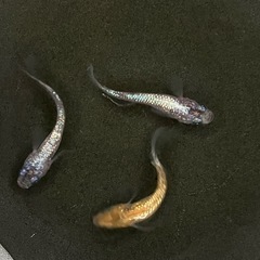 '24年生まれ月華メダカランダム3匹