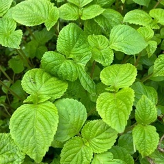 シソ新芽🌱10