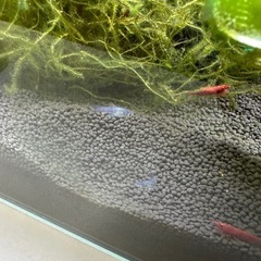 ミッキーマウスプラティの稚魚10匹