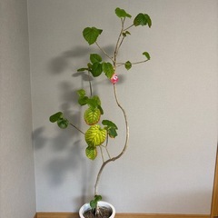 ウンベラータ