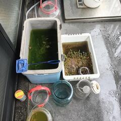 めだか飼育用品色々あげます