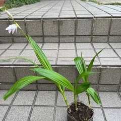 シラン　紫とピンク　その3