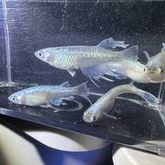 メダカ【レーヴ】　若魚　５匹　(♂３♀２)