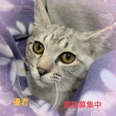 保護ニャン🐾ご縁繋ぎ譲渡会☘️inあいねこの木