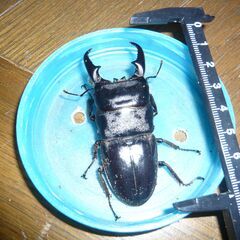 本土ヒラタクワガタ冬越し個体♂♀♀(あかがね)