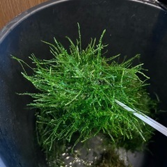 ウィーロモス　手のひらサイズの画像