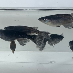 画像のメダカすべて２０００円