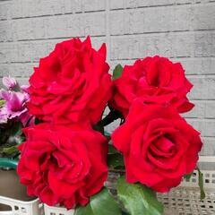 薔薇の挿し木 