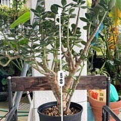 [観葉植物]金のなる木
の画像
