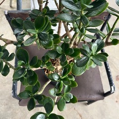 [観葉植物]金のなる木
の画像