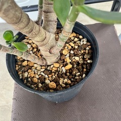 [観葉植物]金のなる木
の画像