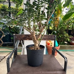 [観葉植物]金のなる木
の画像