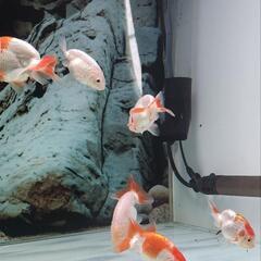 金魚　らんちゅう