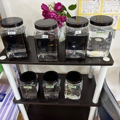 メダカ委託販売