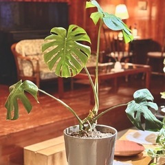 観葉植物　大きなモンステラ　高さ95cm　おしゃれな9号の陶器の...