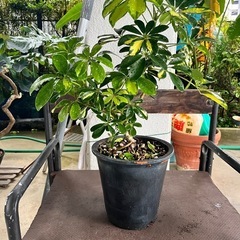 [観葉植物]斑入りカポック
