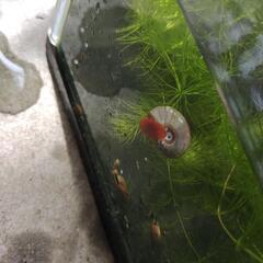 ラムズ　①　１０匹　小さめ