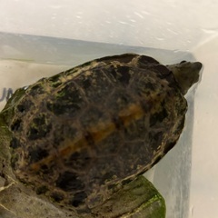 ニホンイシガメ（3歳）