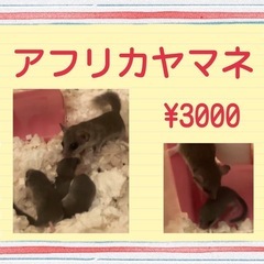 アフリカヤマネ　ベビー　オスメス不明　販売中