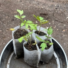 ミニトマトの苗　4個セット