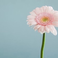 不思議な花🌸