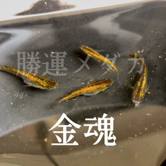 金魂メダカ  有精卵
