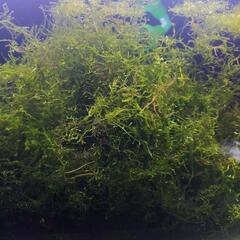 水草ウィローモスの画像