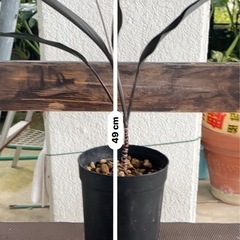 [観葉植物]コルジリネブラックスパイダー
の画像