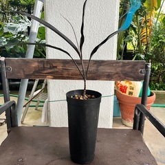 [観葉植物]コルジリネブラックスパイダー
