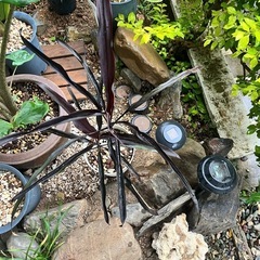 [観葉植物]コルジリネブラックスパイダー
の画像