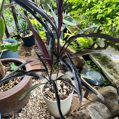 [観葉植物]コルジリネブラックスパイダー
の画像