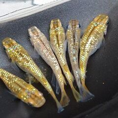 🍀メダカ🍀琥珀ラメ6匹700円