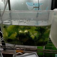 ミナミヌマエビ