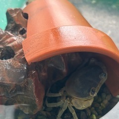 サワガニ飼育セット　生体込みの画像